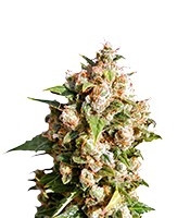 Kiss feminized seeds