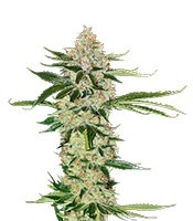 Underdawg feminized seeds