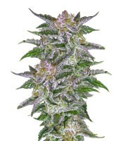 Olympia feminized seeds