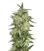 Graines de cannabis Lemon OG Haze Auto (Nirvana Seeds)