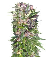 Graines de cannabis Red Purps (Female Seeds)