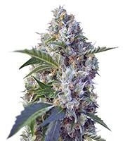 Graines de cannabis Indigo Berry Kush (Sweet Seeds)