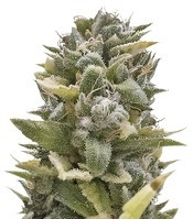 OG Kush Auto feminized seeds