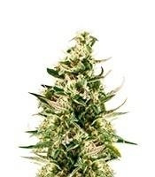 Graines de cannabis Royal Critical Automatic (RQS)