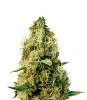 Cheesy Mist Tree feminized seeds