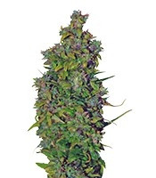 VIP Dwarf Auto feminized seeds