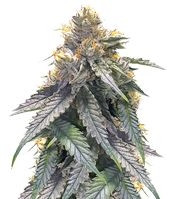 Graines de cannabis Bubba's Gift (Humboldt Seeds)