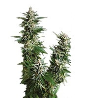 Auto Pyramid (Pyramid Seeds) Cannabis-Samen