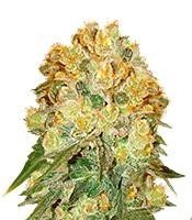 Marmalate (Delicious Seeds) Cannabis-Samen