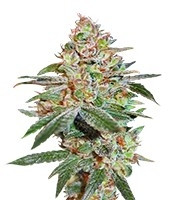 Graines de cannabis Skunk XXX regular (T.H. Seeds)
