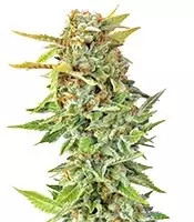 Pato #1 feminized seeds