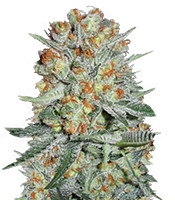 Auto Bubble (Female Seeds) Cannabis-Samen