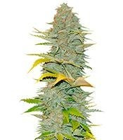 Graines de cannabis Furious Candy (Eva Seeds)