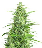 Sour Diesel Autoflowering (Dinafem Seeds)