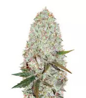 Auto Amnesia Haze feminized seeds