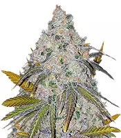 White Caramel Cookie (Sumo Seeds)