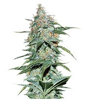 Graines de cannabis Amnesia Ryder Auto (World of Seeds)