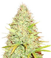 CBD Kong's Kush feminized seeds