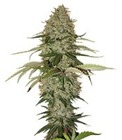 Papaya feminized seeds