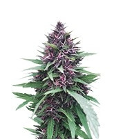 Shaman feminized seeds