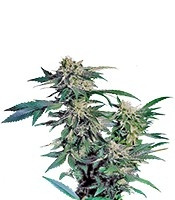 Skunk Kush feminized seeds