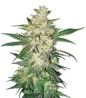 Sweet Coffee Ryder Auto (World of Seeds) Cannabis-Samen