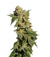 BCN Diesel Max Auto (Kannabia Seeds) Cannabis-Samen