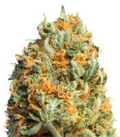 Special Queen 1 👑 Semi di Cannabis - Royal Queen Seeds