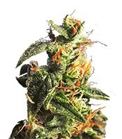 Graines de cannabis Diesel Glue (Kannabia Seeds)