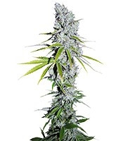 CBD Skunk Haze feminized seeds