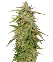 Purple Trainwreck feminized seeds