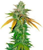TNT Kush (Eva Seeds)