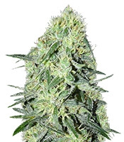 SexBud feminized seeds