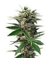 Graines de cannabis Blue Amnesia XXL Autoflowering (Dinafem Seeds)