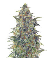 Vision Jack Auto (Vision Seeds) Cannabis-Samen