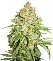 White Russian #1 Auto feminized seeds