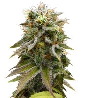 Graines de cannabis Lemon Thai Kush regular (Humboldt Seeds)