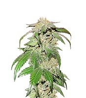 Graines de cannabis Canadian Kush (Medical Seeds)