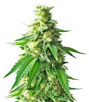 Graines de cannabis Kali & the Chocolate Factory (KFC Seeds)