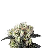 Snow Bud feminized seeds