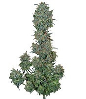 Sweet Special F1 Fast version (Sweet Seeds) Cannabis-Samen