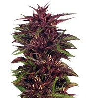 Twilight feminized seeds