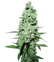 AK-47 regular (Serious Seeds) Cannabis-Samen