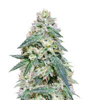 Bona Dea CBD+ feminized seeds