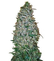 California Dream (Mandala Seeds) Cannabis-Samen