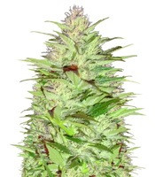 Critical Chronic Auto (Sumo Seeds)