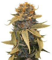 Graines de cannabis Lost Coast OG (Humboldt Seeds)