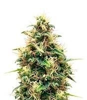 Somango XL feminized seeds