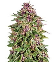 Graines de cannabis Frisian Dew (Dutch Passion)