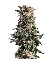 La Blanca feminized seeds